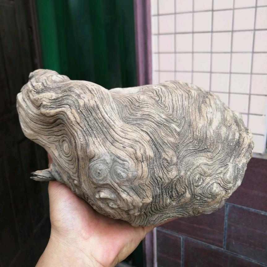 薄壁木宝轩（太行崖柏）
