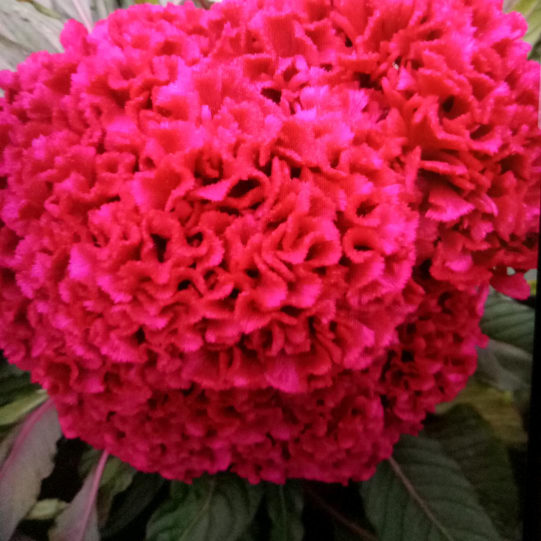 心有所思(拒绝私聊）