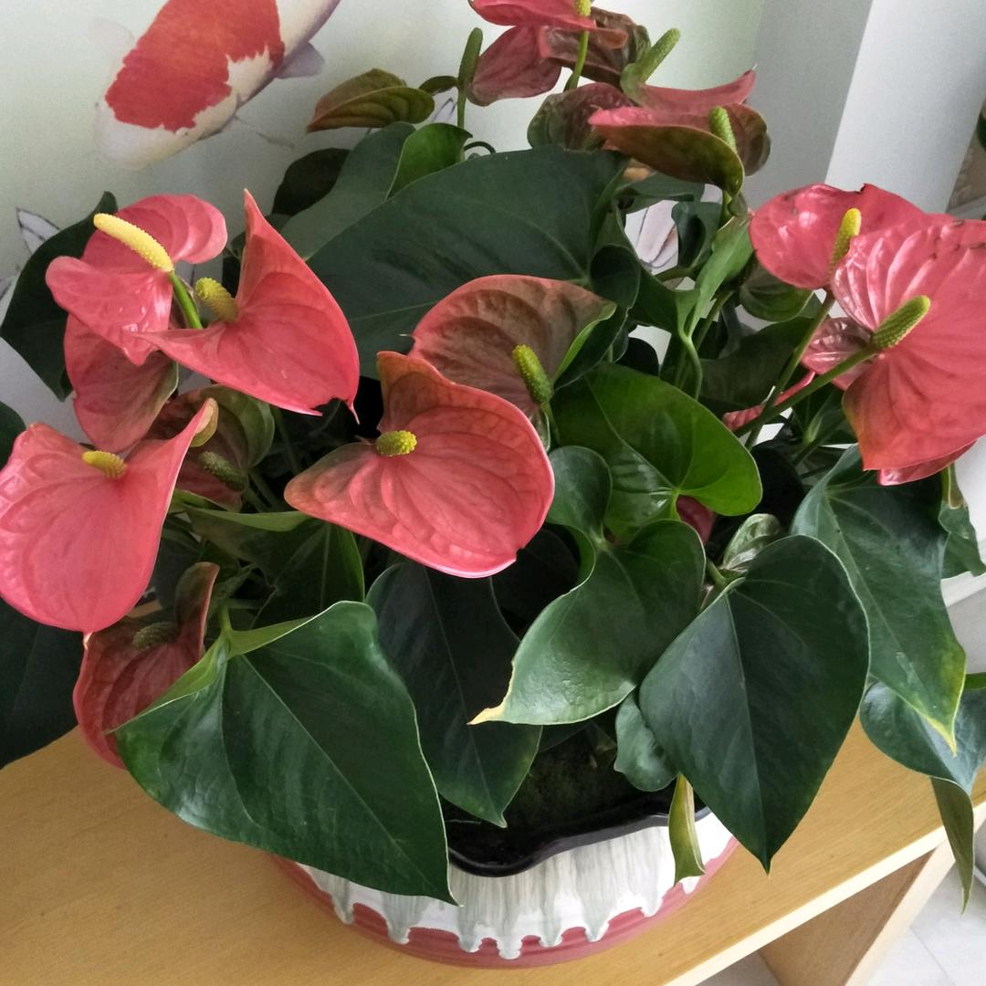 盛学何