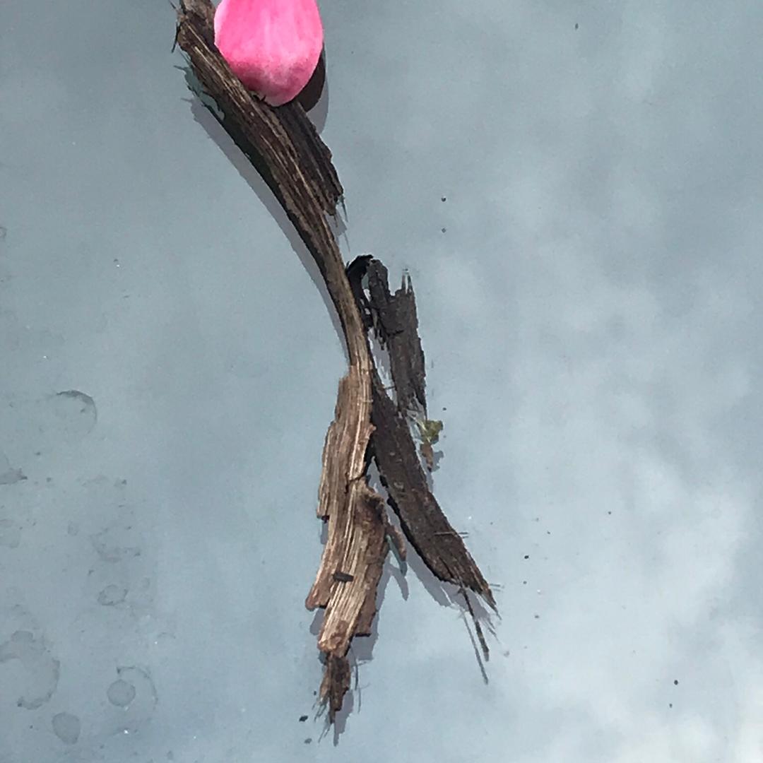 ꧔ꦿ᭄💞一张叶子🦋꧔ꦿ᭄💞