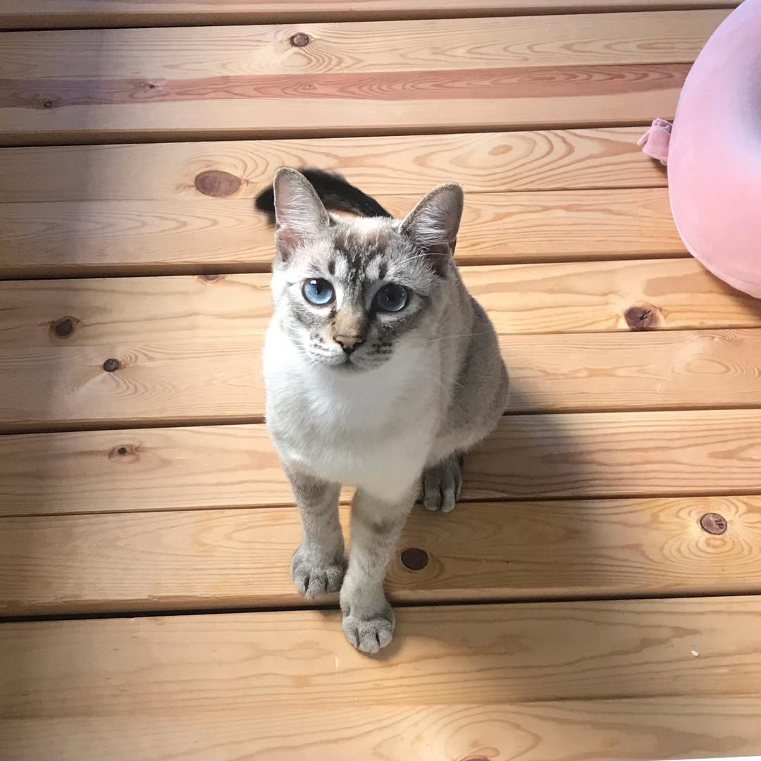 我有只猫叫灰灰