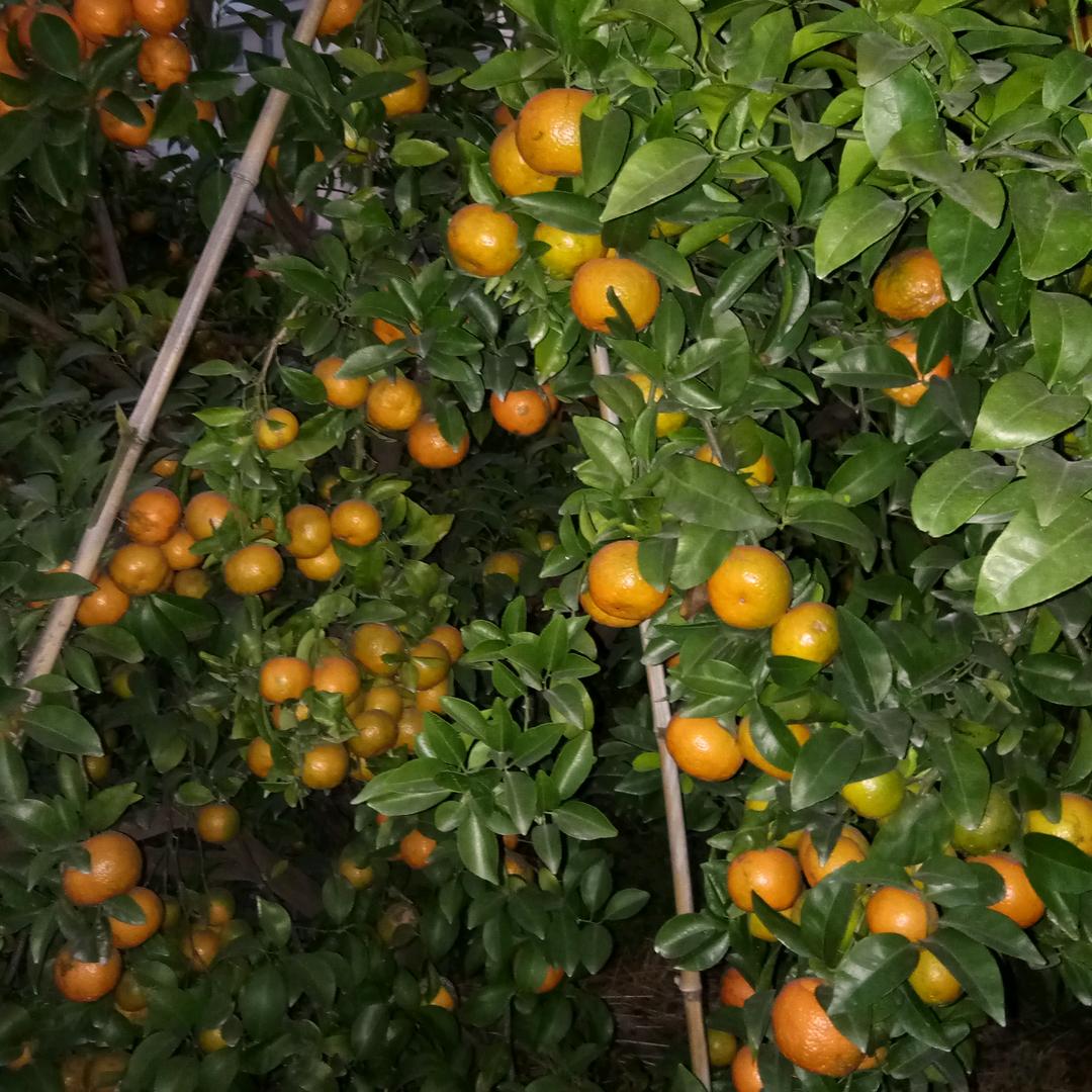 家有几十颗🍊树的阿姨