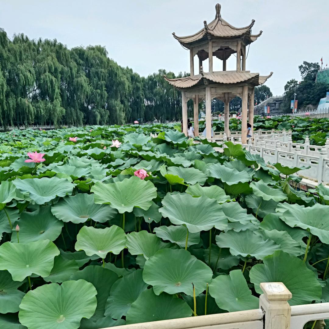 惜梦