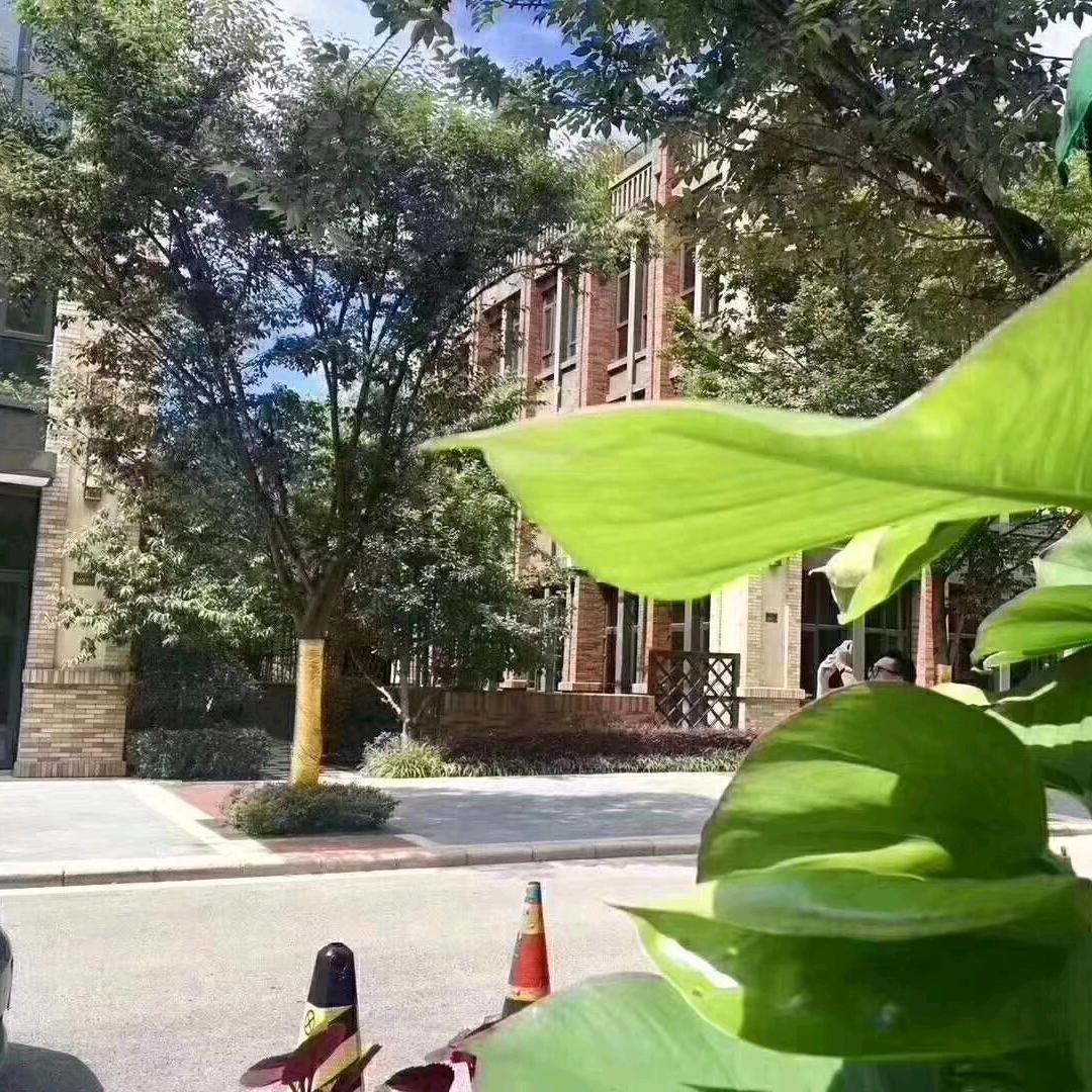 九亿少女的梦啊