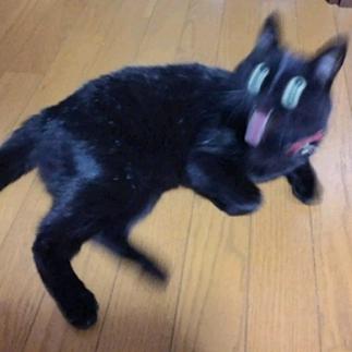 羊羊羊有猫咪