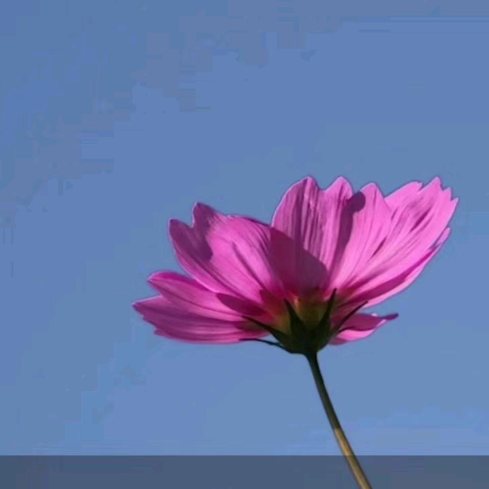 河南人在内蒙