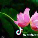 🕊夹心刘ℒℴѵℯ·恋唐¹³¹⁴ృ༊