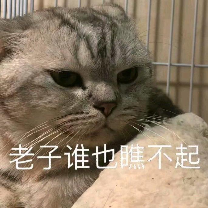 谁是猴头菇