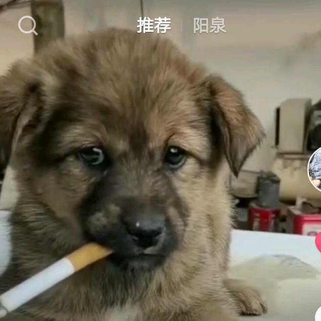 兜兜