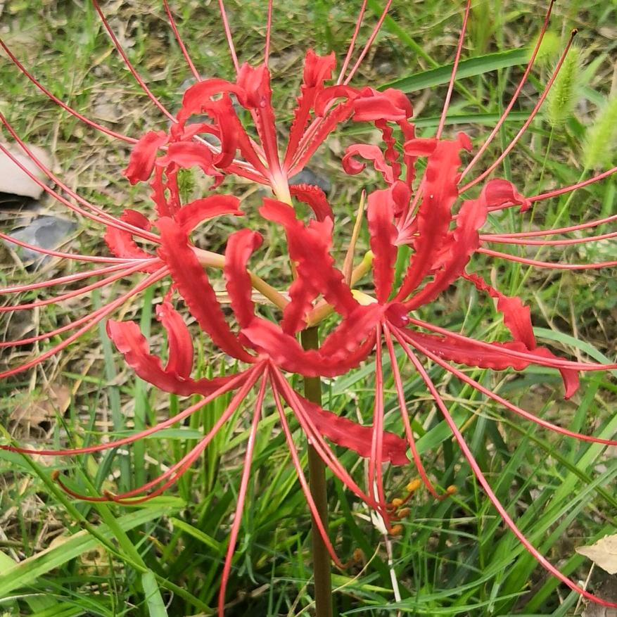彼岸花无叶花更美