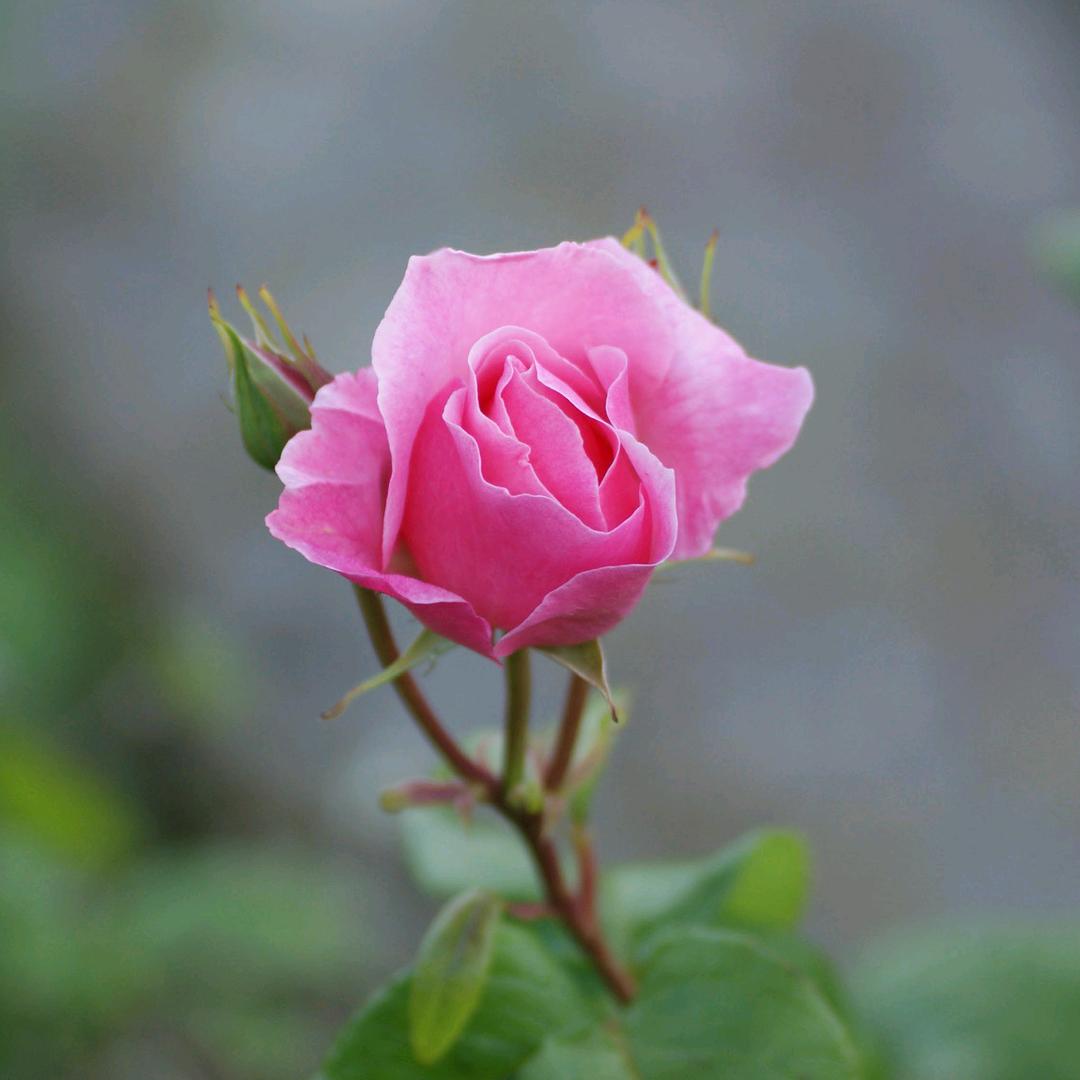 花中有蜜