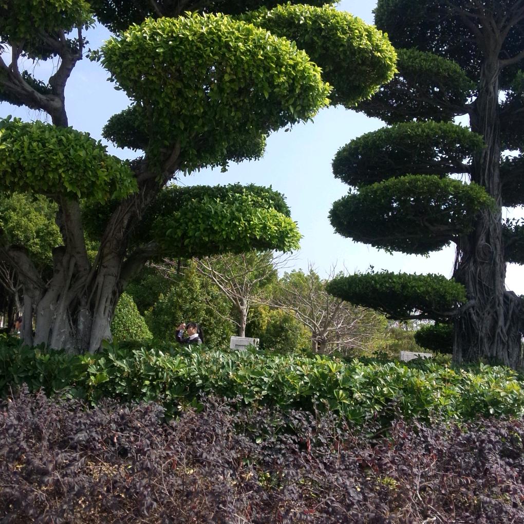 素萍
