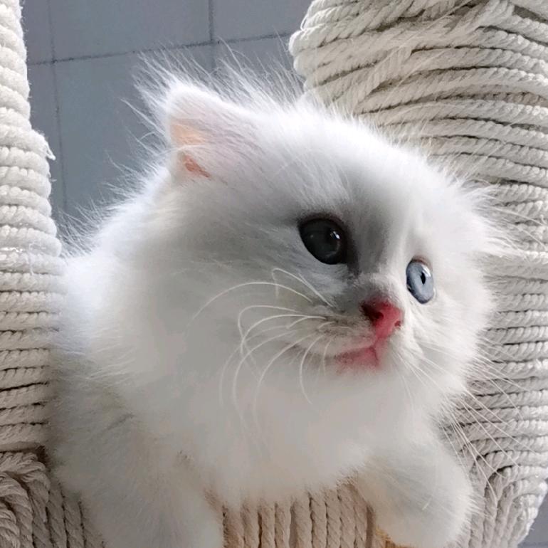 阿糖