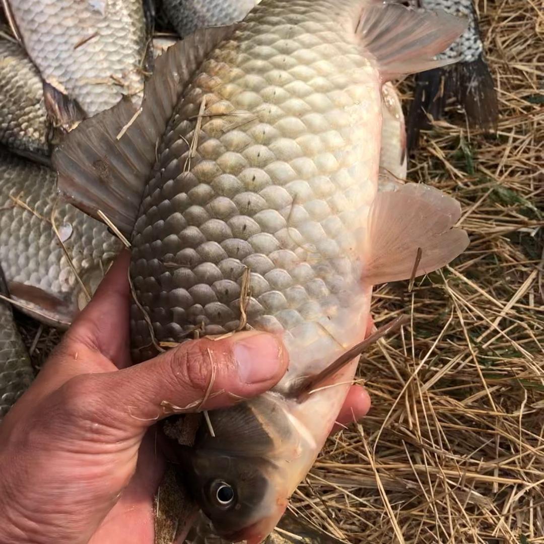 钓鱼渔具优选🎣e
