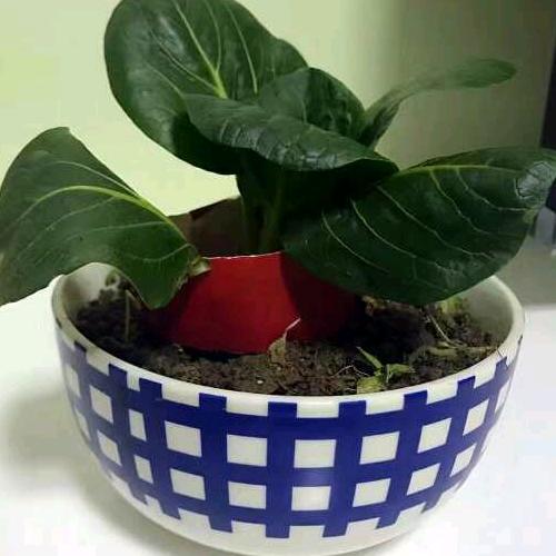 格格