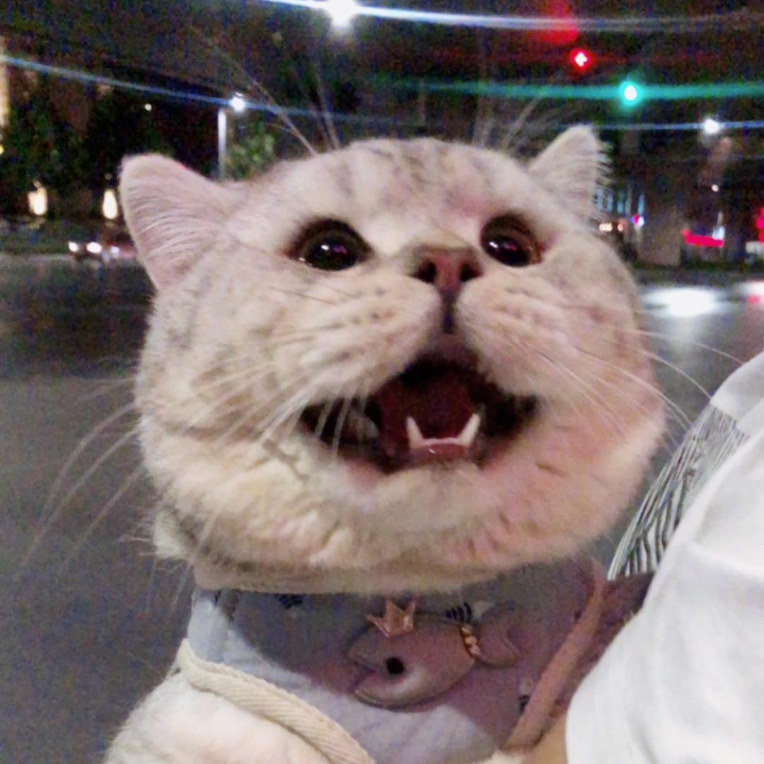 雪饼是只猪🐷