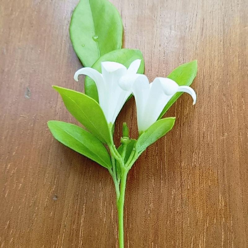 山月辞