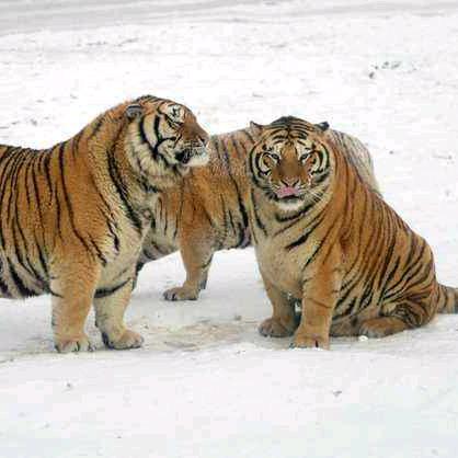 桐桐