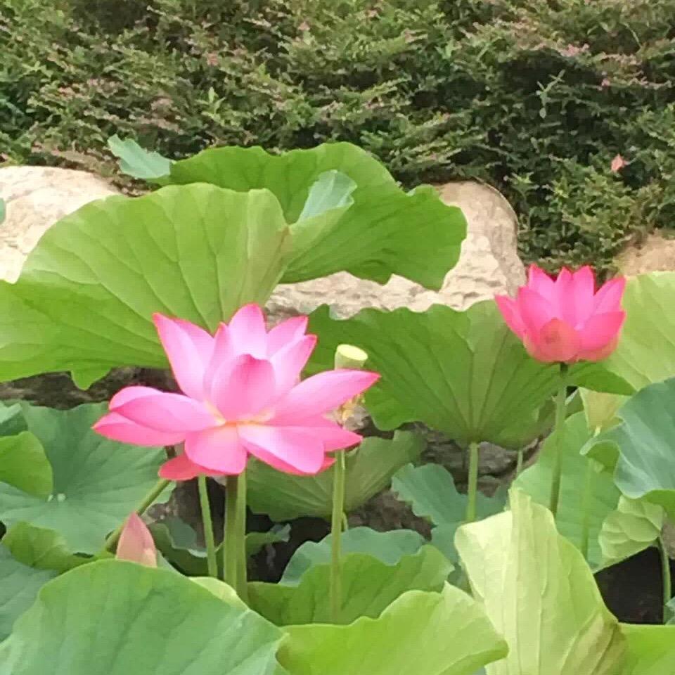 哼哈