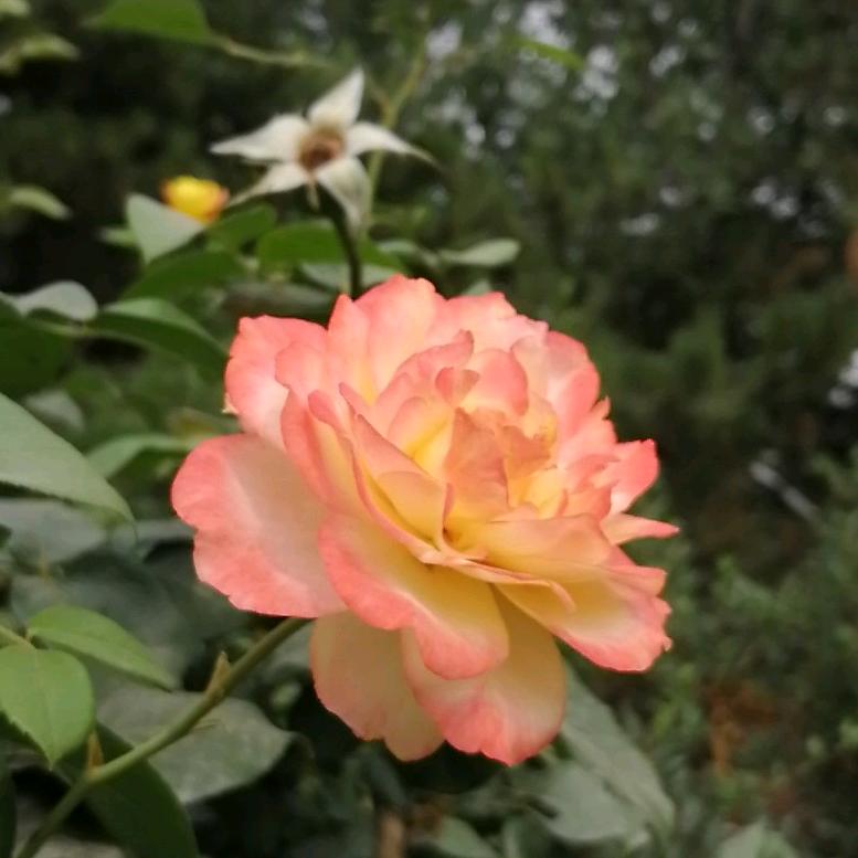 那粉