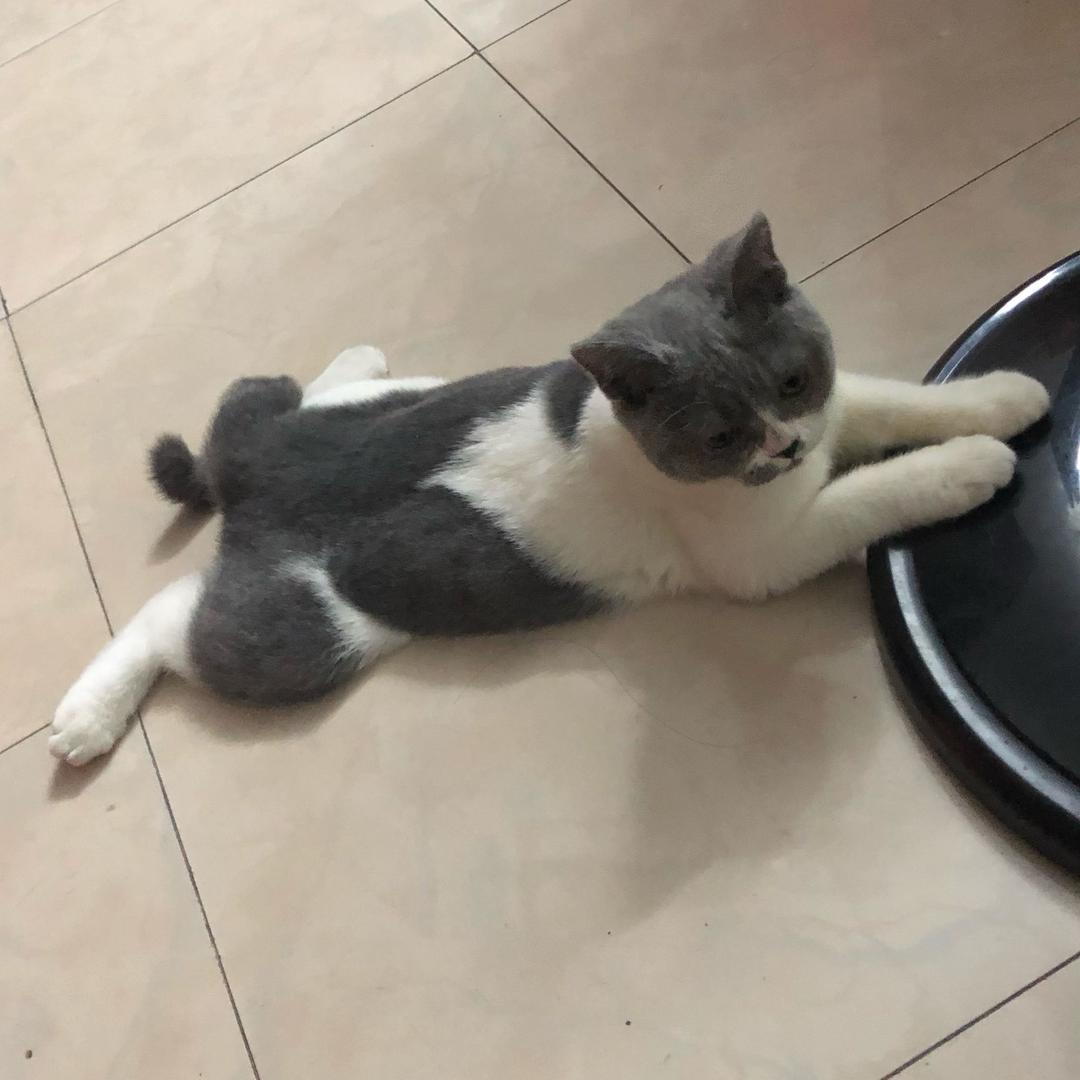 我有一只小拉拉