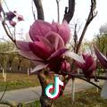 幸福花开