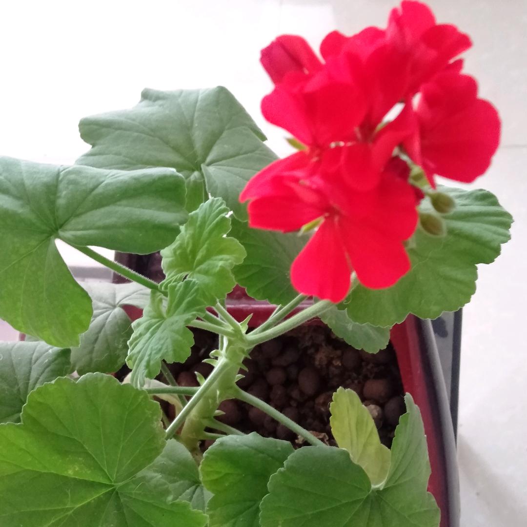 生生世世都有李❤