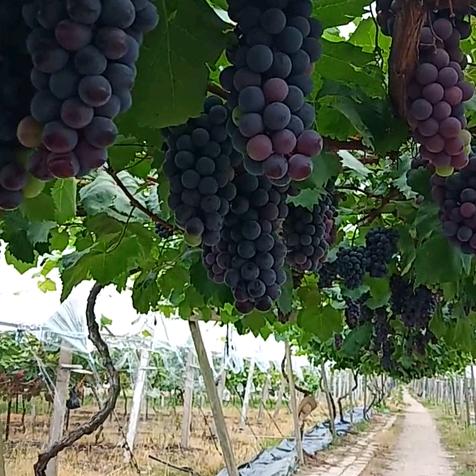 池州采摘园-葡萄皇后