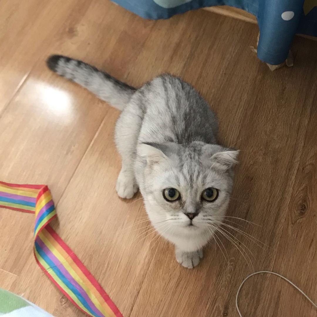 （田）
