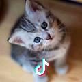 猫猫 咪
