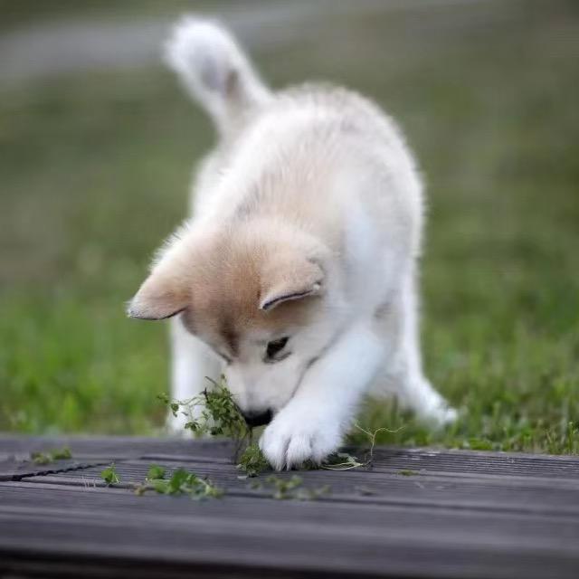 江狼财尽