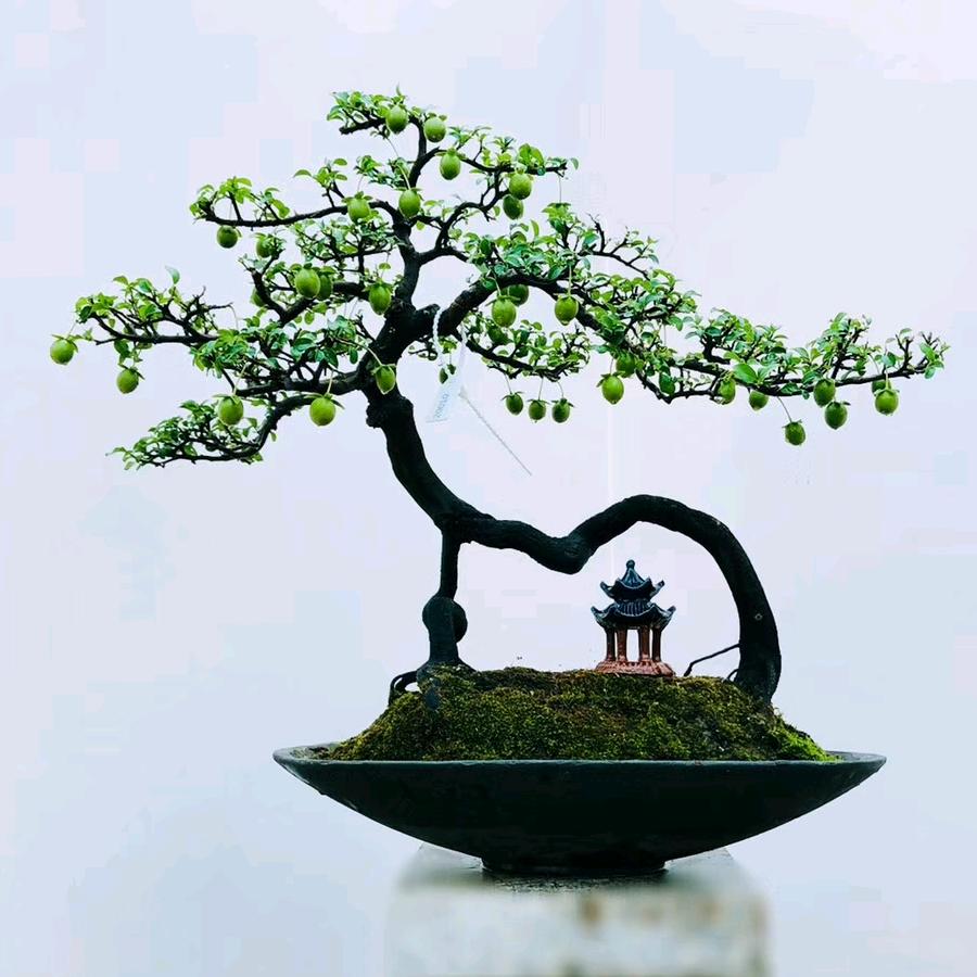 万意隆盆景园