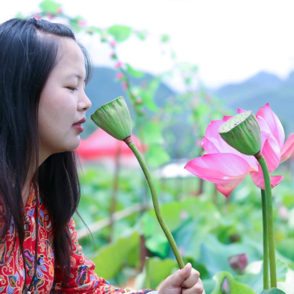 傈僳阿妹柠檬草