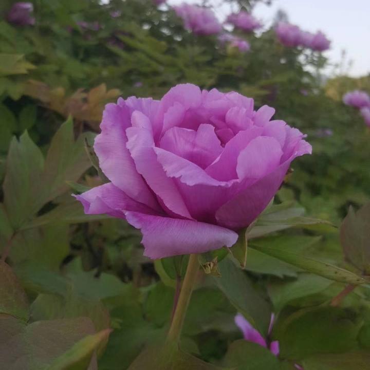 心若止静（拒绝私聊）