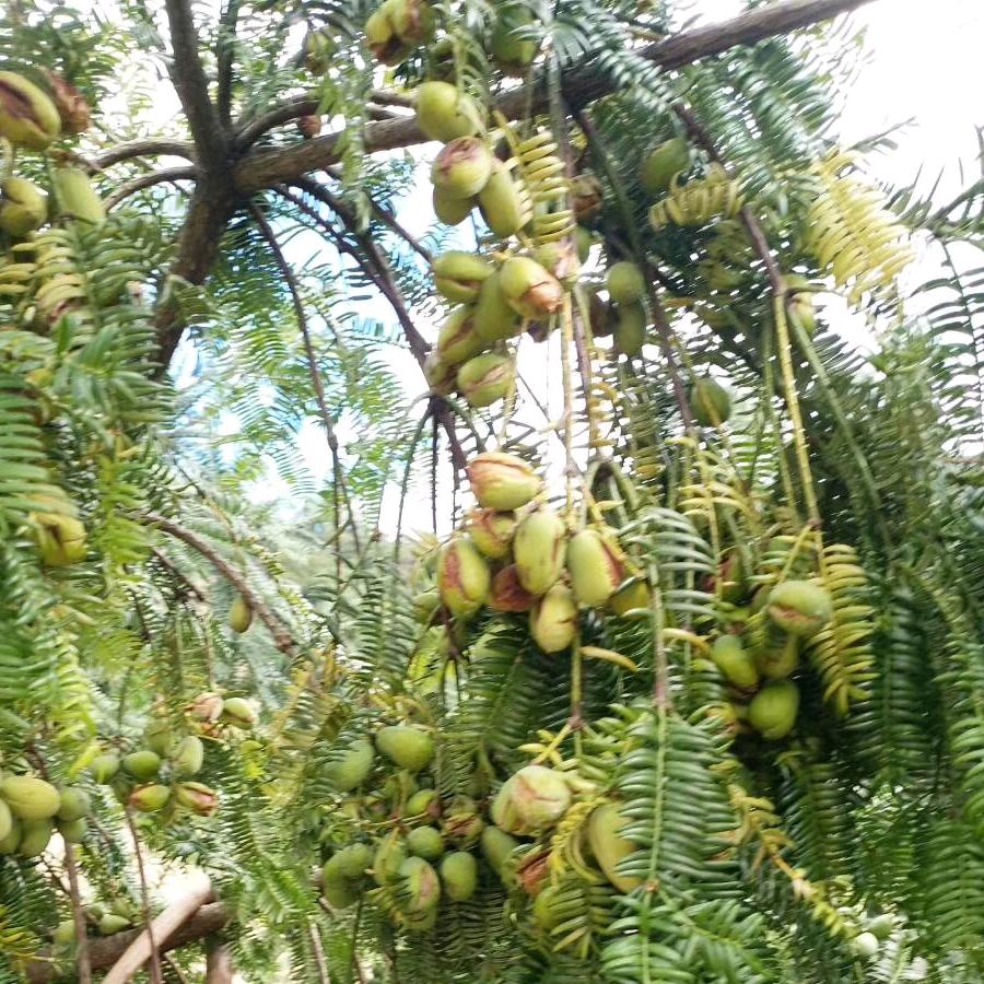 阿华（香榧茶叶青饺粽子）
