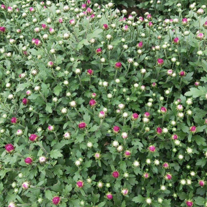 菊花基地