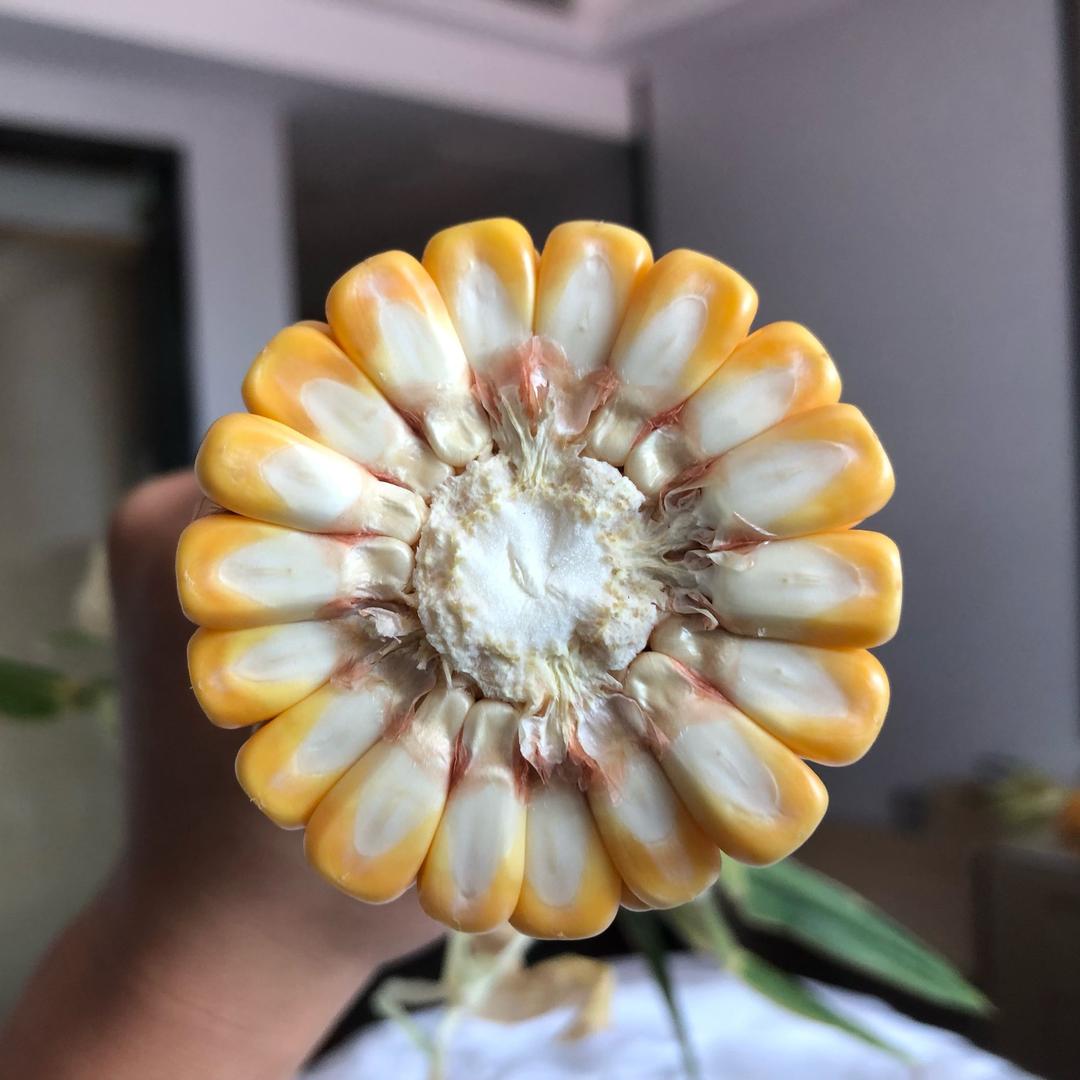玉米那些事