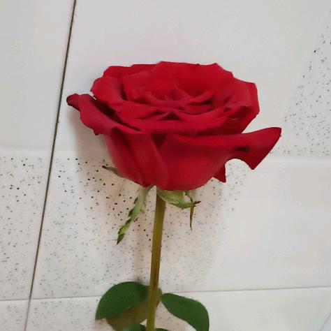 雨落敲碎我的孤单