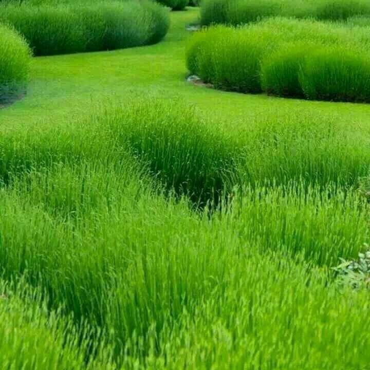 一如即往