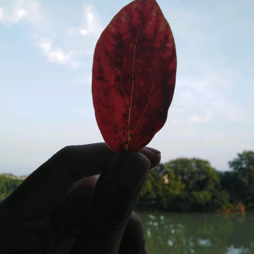 老板，一碗杨春面