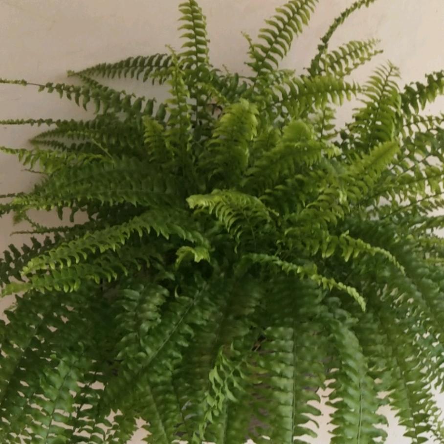 润泽花卉