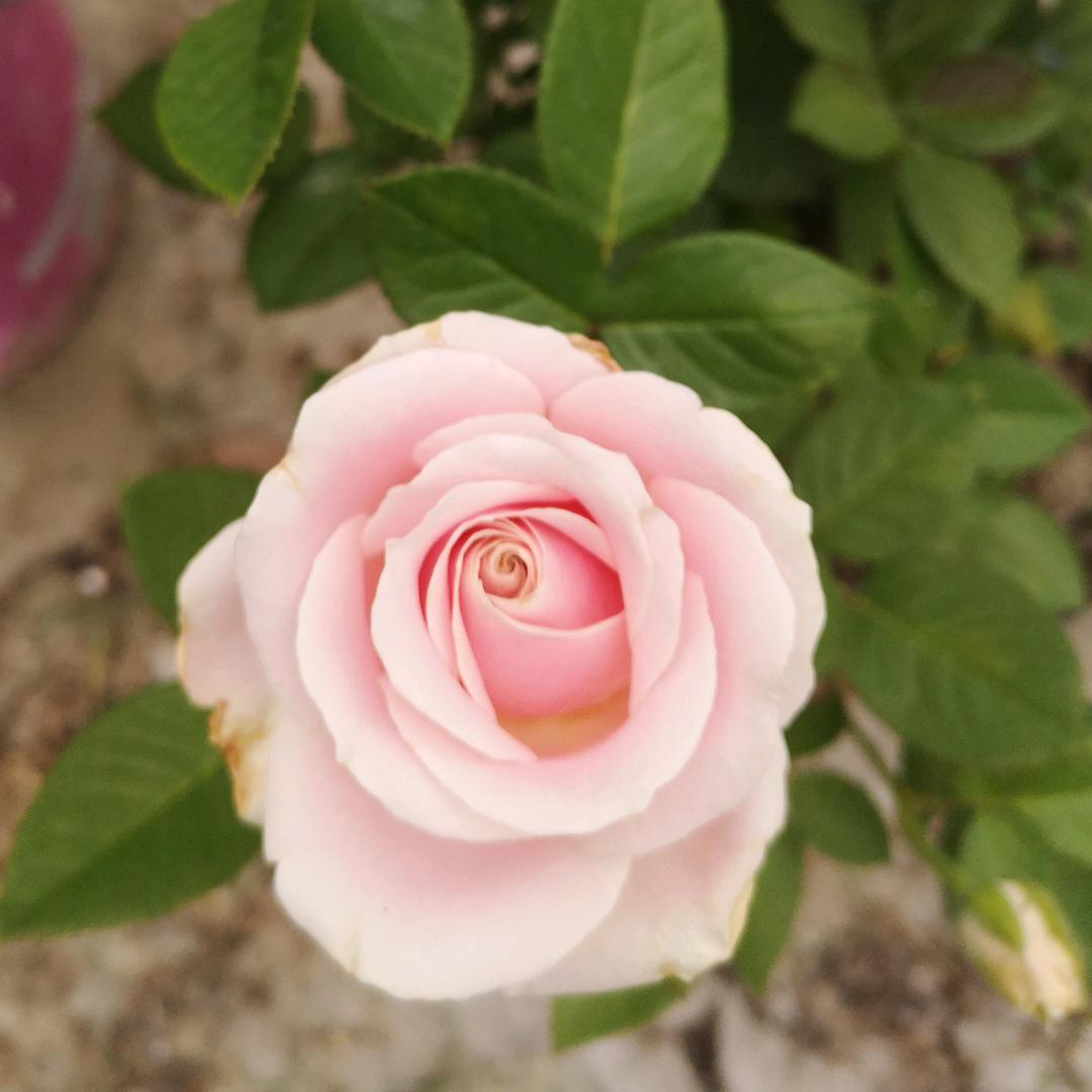 凉亭美的智慧家