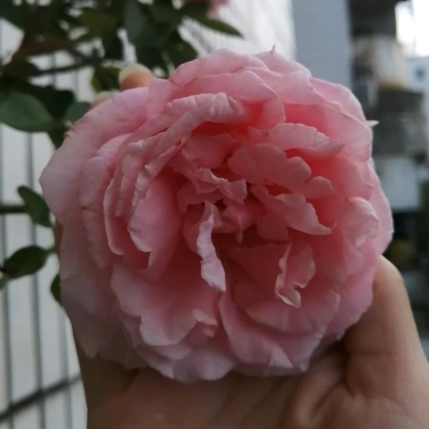 花落莲池