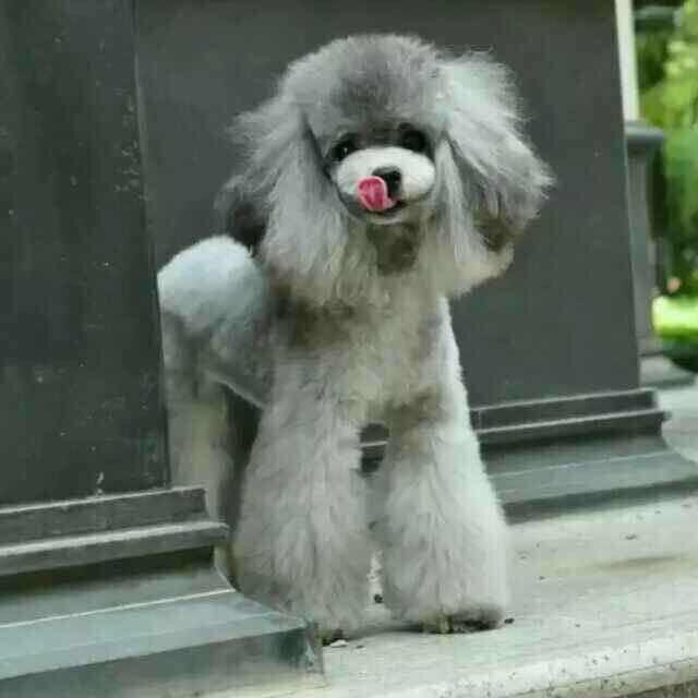 深圳市呜呜宠物店