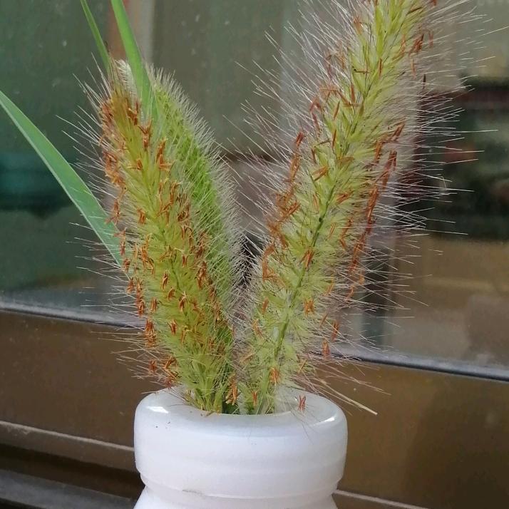 小草儿