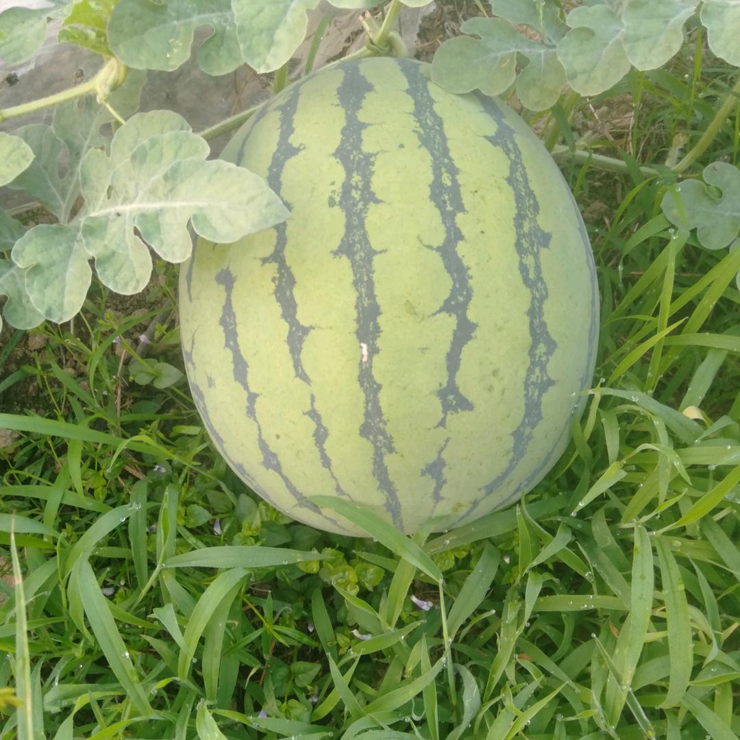 吴总