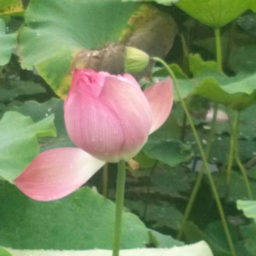 平淡