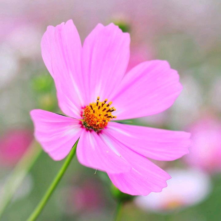 《顺其自然》💐🎄