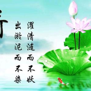 莲（随拍记录）