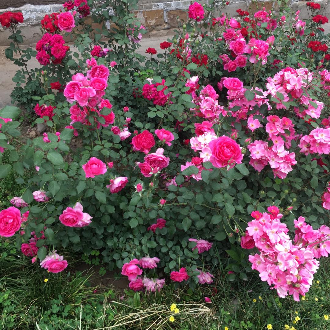 芬